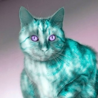 Free Cat Play Of Colors illustration and picture