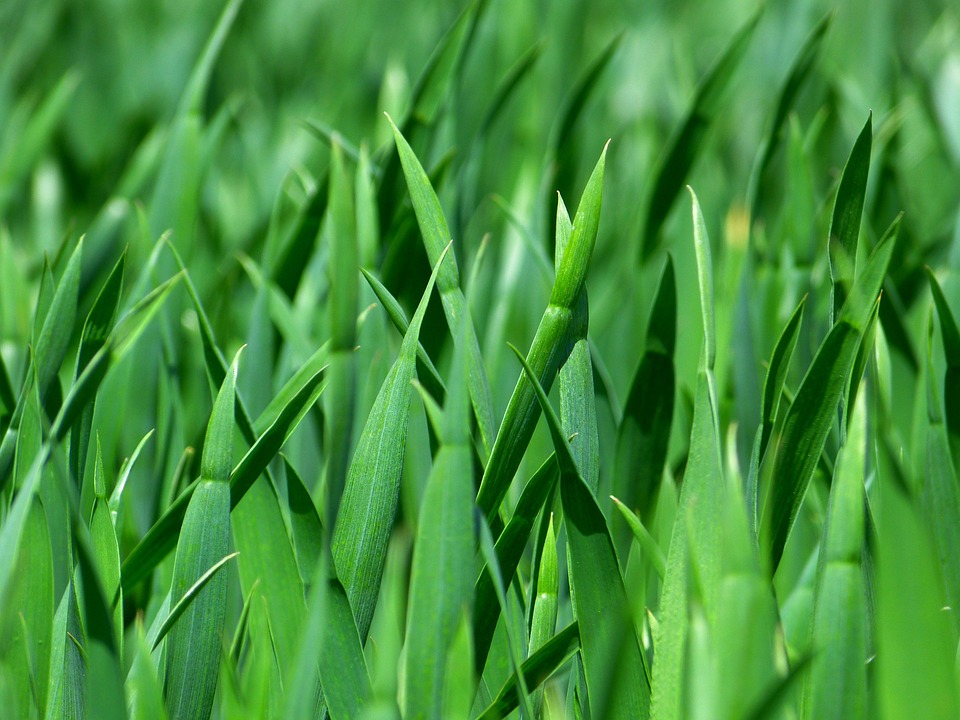 Tips for Making Your Neighborhood More Eco-Friendly