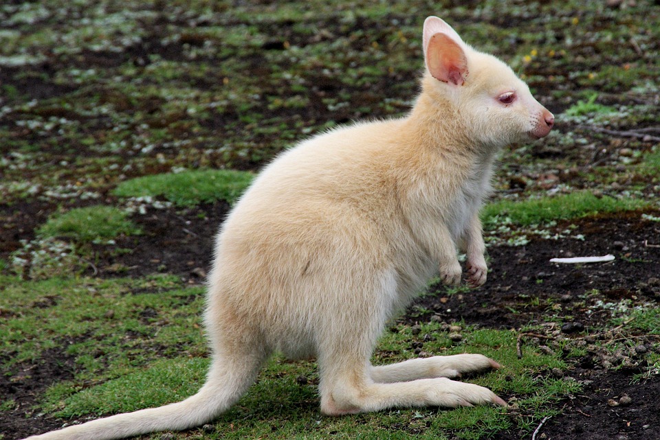 Kangaroo White Animal 183 Free Photo On Pixabay kangaroo white animal 183 free photo on pixabay