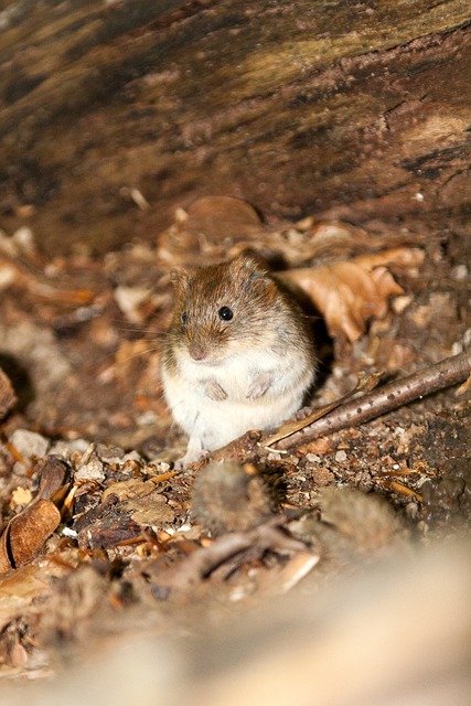 Free Wood Mouse Mouse photo and picture