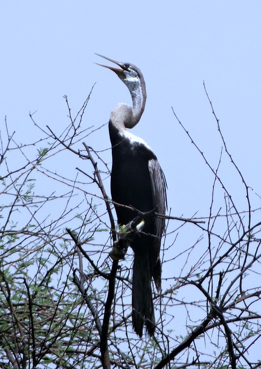 Darter Snakebird Waterbird - Free photo on Pixabay - Pixabay