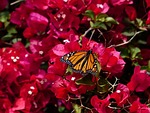 bougainvillea, colorful, butterfly