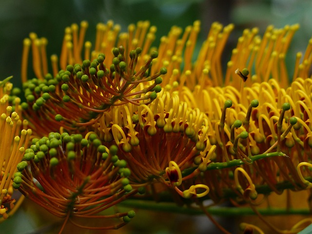 Free Grevillea Robusta Blossoms photo and picture