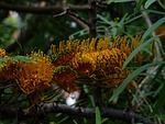 grevillea robusta, flowers, yellow