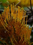 grevillea robusta, flowers, yellow