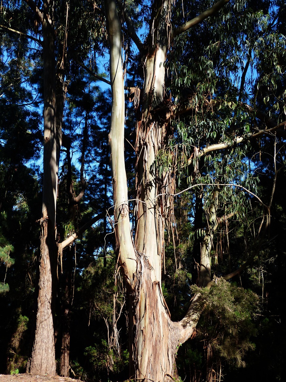 40,000+ Free Myrtle Tree & Nature Images - Pixabay