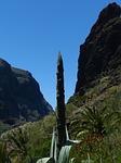american agave, agave, agave americana