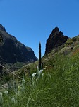 american agave, agave, agave americana