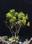 spurge, euphorbia atropurpurea, back light