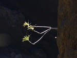 rock, sprouted grains, bush