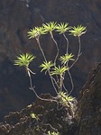 spurge, bush, plant