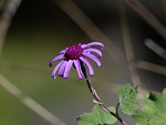 crimson cinerarie, blossom, bloom