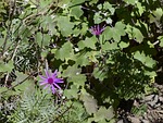crimson cinerarie, blossom, bloom