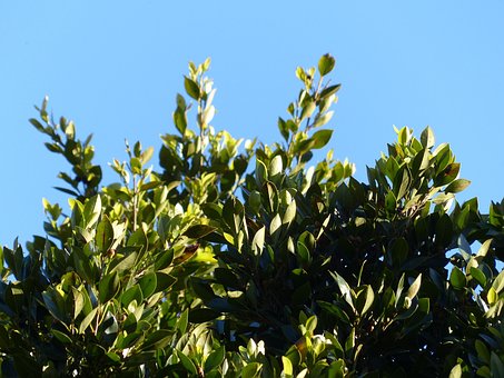 Feuilles, Laurier, Arbre, Vert