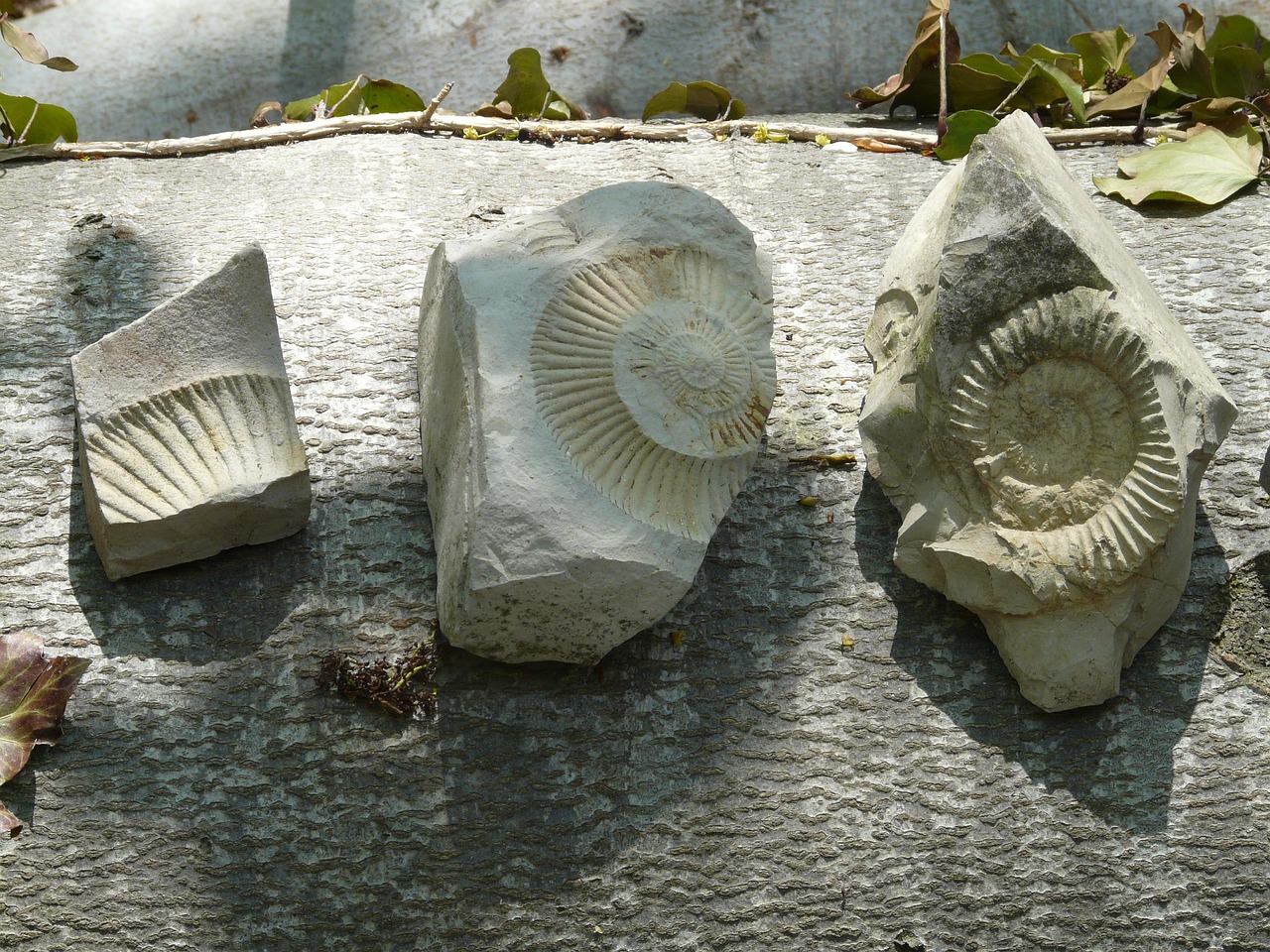 fossils-384820_1280.jpg