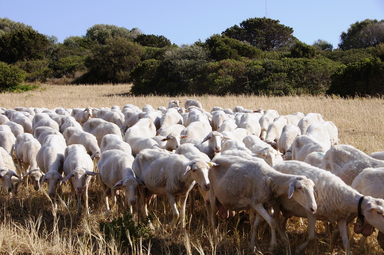 Sheep Flock Of Herd - Free photo on Pixabay - Pixabay
