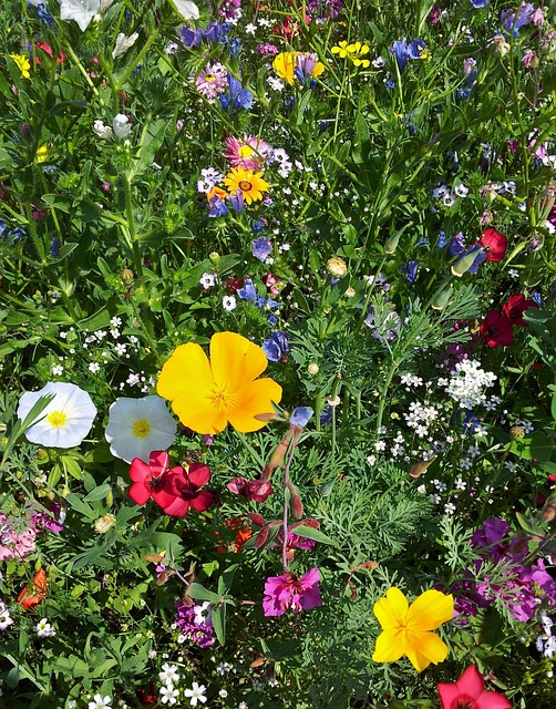 Free Flower Meadow Yellow photo and picture