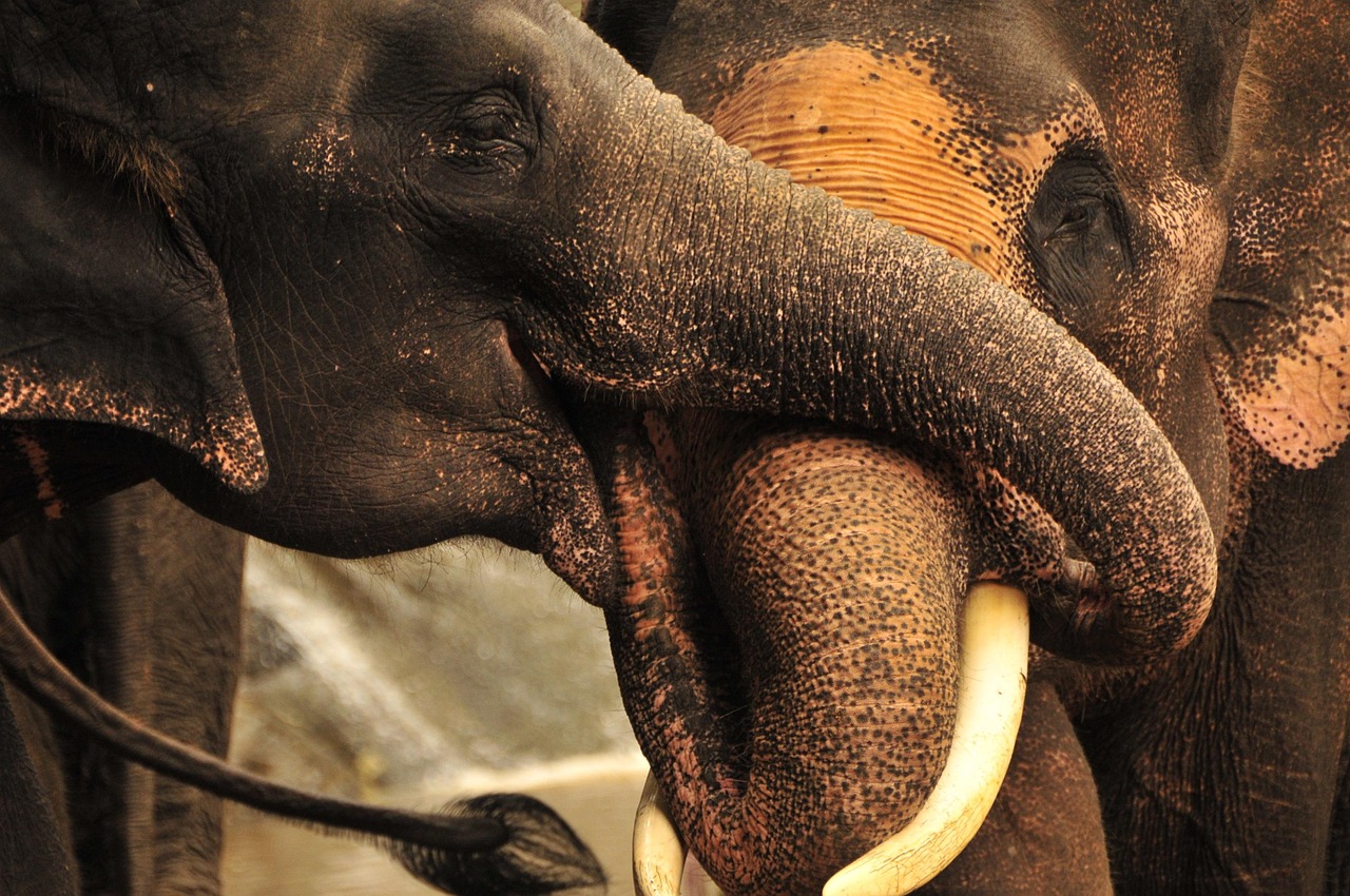 Elephant Trunks Thailand - Free photo on Pixabay