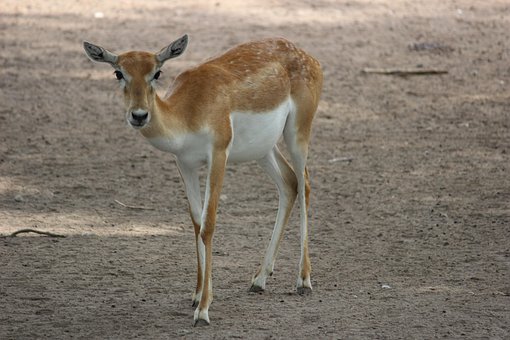 Free Deer Zoo photo and picture