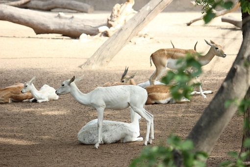 Free Deer White photo and picture