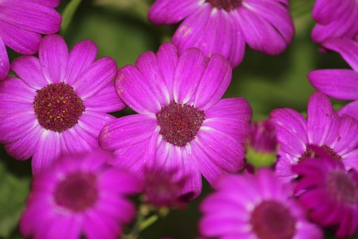Free Floral Purple photo and picture