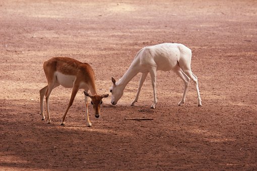 Free Deer Wildlife photo and picture
