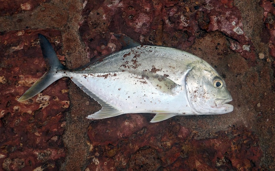 Free photo Butterfish, Freshly Caught, Hooked Free Image on Pixabay