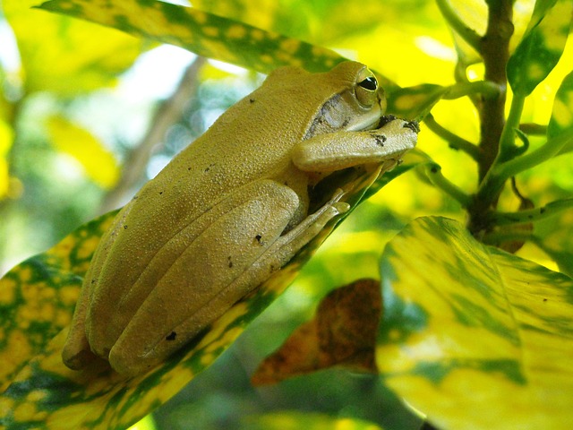 Free Frog Yellow photo and picture
