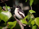 europeon pied fly catcher, bird, ficedula hypoleuca