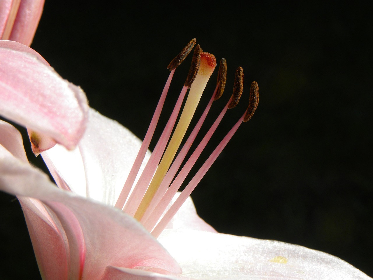 Lily - free online jigsaw puzzle photo