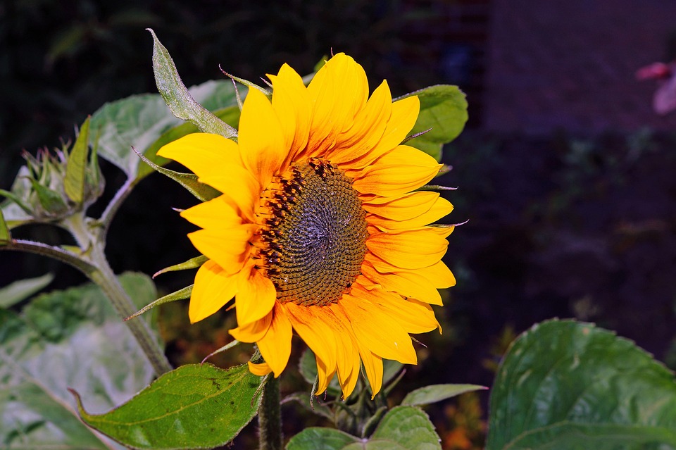 Sunflower Ray Florets Yellow Free photo on Pixabay Pixabay