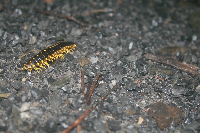 Free Caterpillar Insect photo and picture
