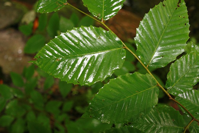 Free Leaves Wet photo and picture