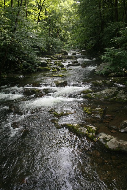 Free Stream Forest photo and picture