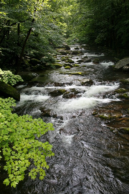 Free Stream Forest photo and picture