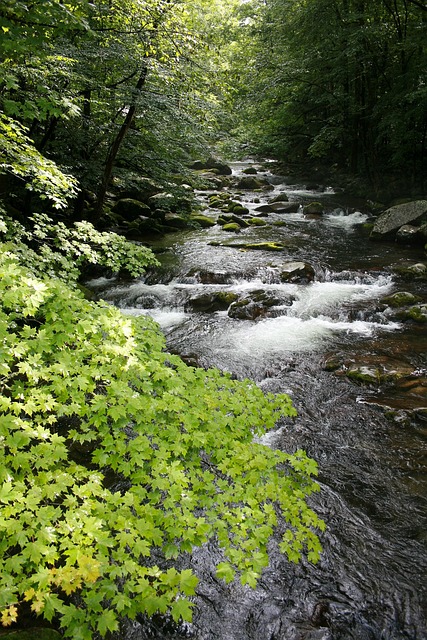 Free Stream Forest photo and picture
