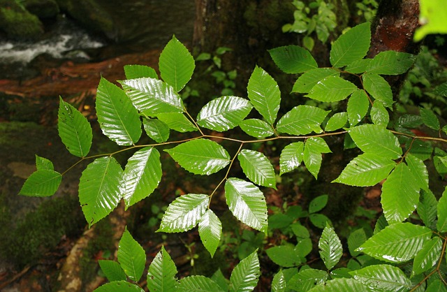 Free Leaves Green photo and picture