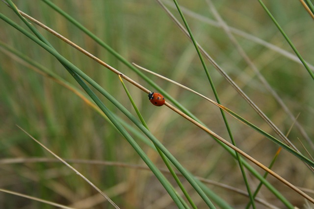 Free Ladybug Reed photo and picture