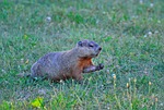 groundhog, rodent, animal