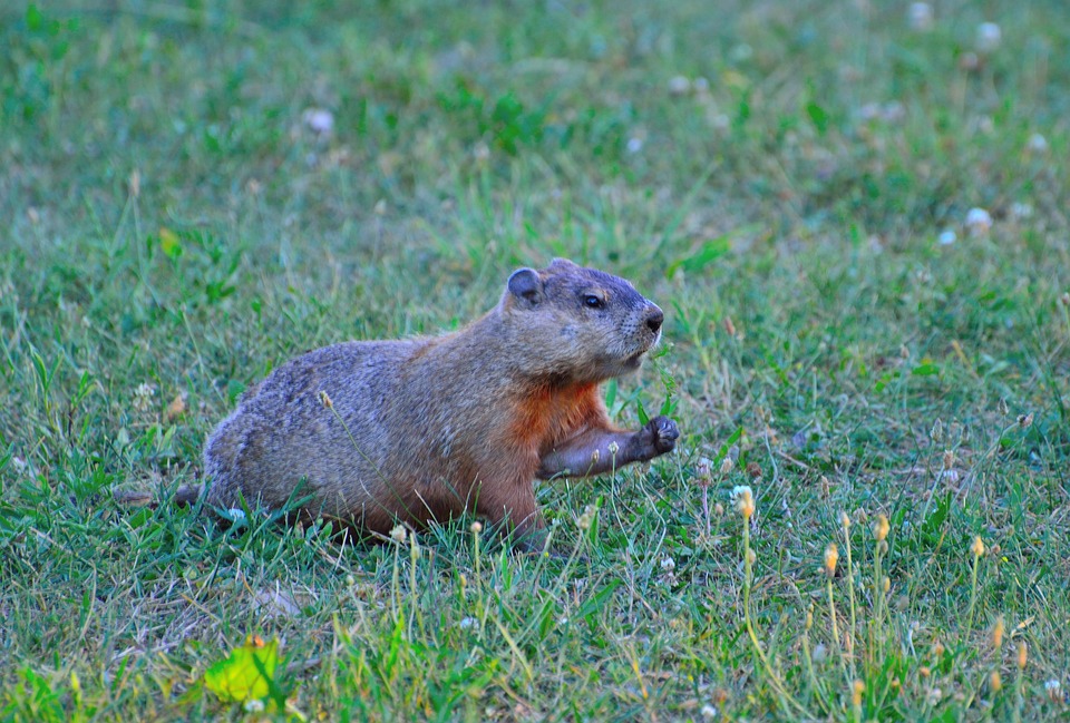 Groundhog Rodent Animal · Free photo on Pixabay