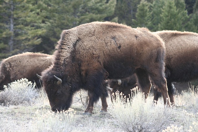 Bison, Büffel, Yellowstone, Tier