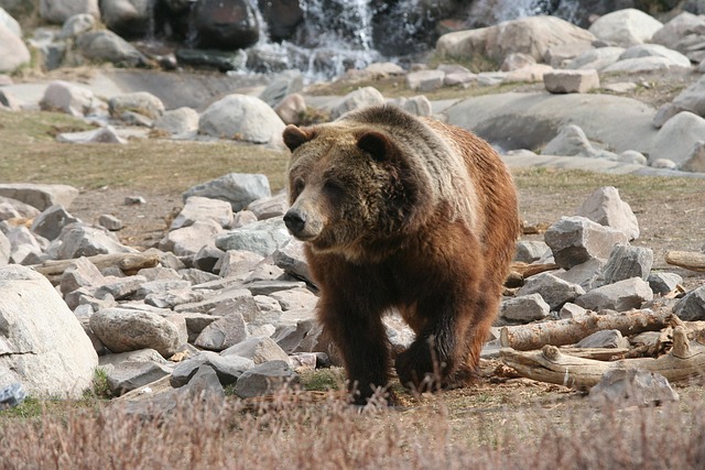 Grizzly, Bär, Yellowstone, Tier, Natur