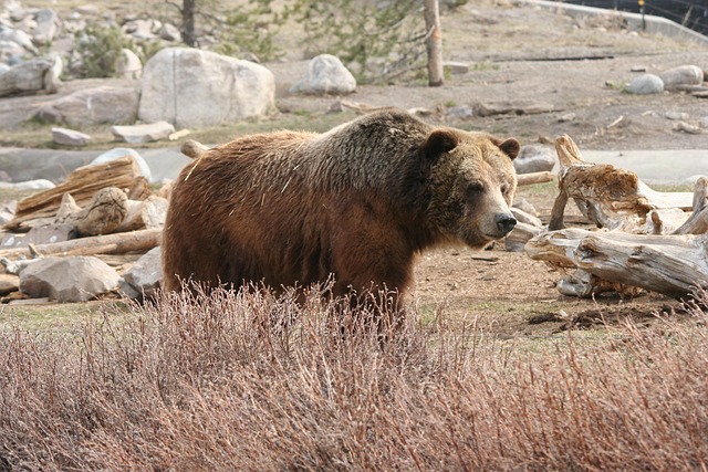 Grizzly, Bär, Säugetier, Yellowstone