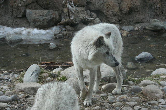 Wolf, Yellowstone, Tier, Säugetier, Weiß
