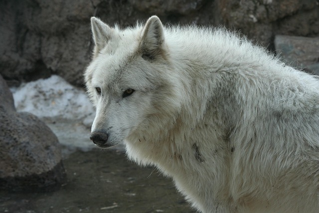 Wolf, Yellowstone, Tier, Säugetier