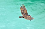 turkey vulture, vulture, bird