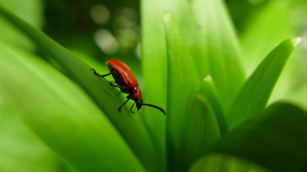 Free Beetle Lily Beetle photo and picture