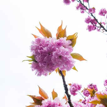 Free Blossom Bloom photo and picture