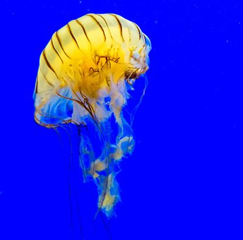 Free Jellyfish Medusa photo and picture