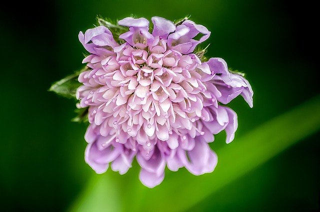 Free Scabiosis Flower photo and picture